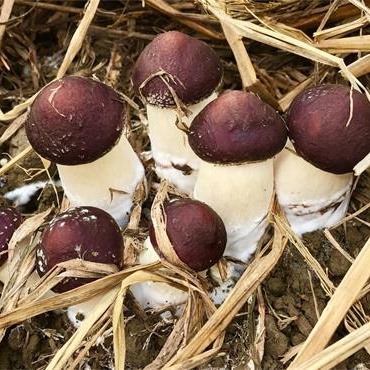 1677835579670147.png 375bd5b87ec3da9a12b7142d84b4be7c.png